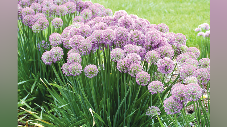 Proven Winners Perennials From Walters Gardens Garden Center