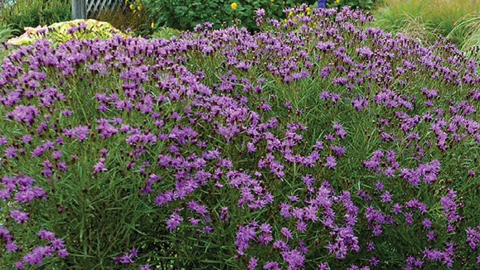 Vernonia Spp Greenhouse Management