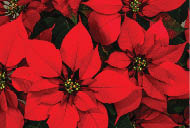 Bright christmas red poinsettia flower horizontal background