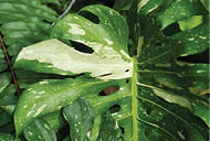 Monstera Deliciosa Thai Constellation close up on the foliage. Exotic rare collector plant of the yellow splash variegation leaves and also variegated sections on their stems and petioles.