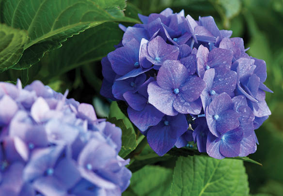 Many blue hydrangea flowers growing in the garden, floral background.Holiday card.