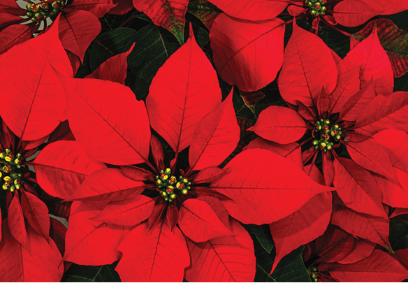 Bright christmas red poinsettia flower horizontal background