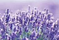 beautiful close up shot of lavender flowers at the field