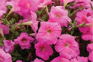 Bright and beautiful spring floral background texture of purple petunias on a flower bed close-up. Flower pattern solanaceous herbaceous perennial plant