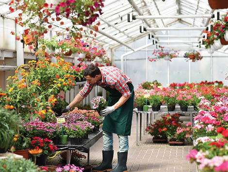 Gardener works in a greenhouse in a flower shop - closeup photo
