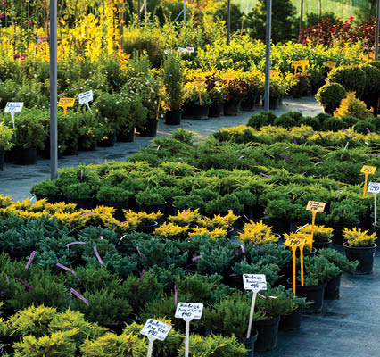 flowering bushes in a tub in a garden center for landscaping, for working with landscaping