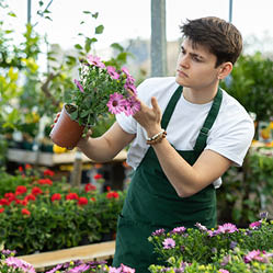 Professional focused young male florist checking petals of Osteospermum Ecklonis flower during working day in greenhouse