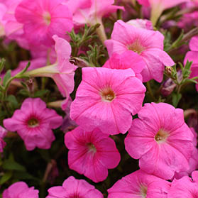 Bright and beautiful spring floral background texture of purple petunias on a flower bed close-up. Flower pattern solanaceous herbaceous perennial plant