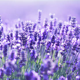 beautiful close up shot of lavender flowers at the field