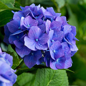 Many blue hydrangea flowers growing in the garden, floral background.Holiday card.