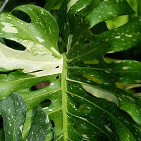 Monstera Deliciosa Thai Constellation close up on the foliage. Exotic rare collector plant of the yellow splash variegation leaves and also variegated sections on their stems and petioles.