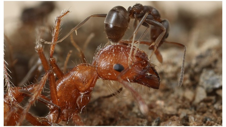 For Global Invasion, Argentine Ants Use Chemical Weapons - Pest Control ...