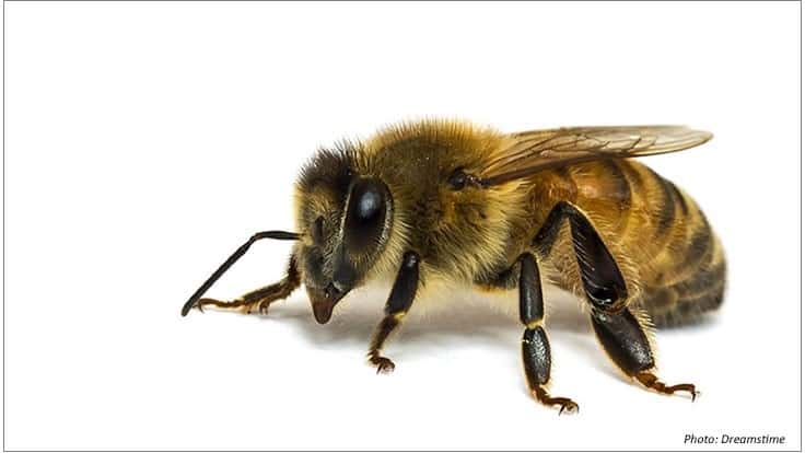 UCR Answers Everything You’ve Ever Wanted to Know About Bees - Pest ...