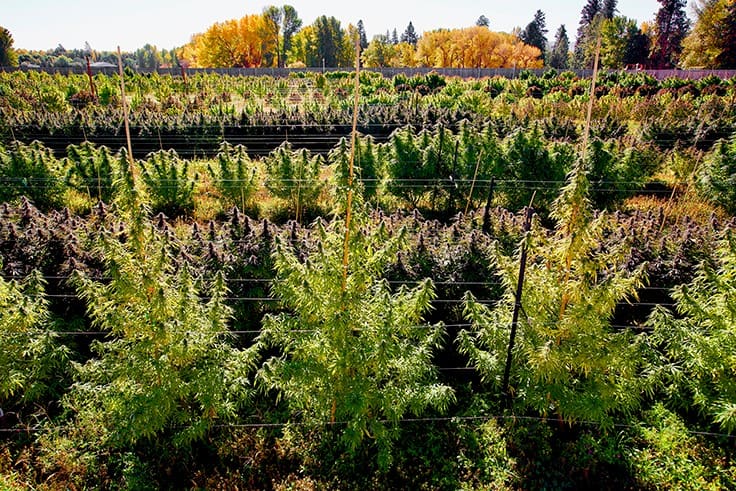 8 Tips for Protecting Outdoor Cannabis Crops Against Heavy Rain During  Harvest Season: UPDATED - Cannabis Business Times