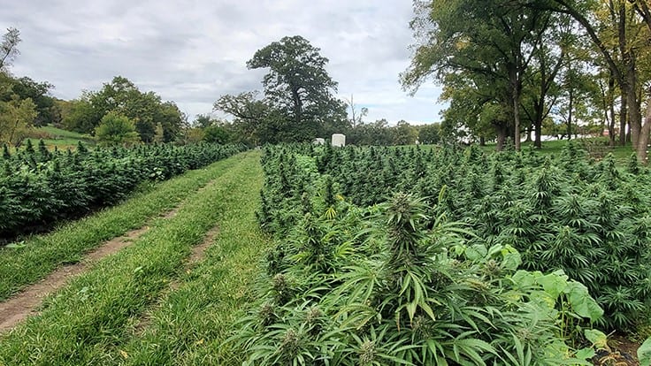 Iowa Wraps First Hemp Season With Lessons Learned and 13% ‘Hot’ Crop ...