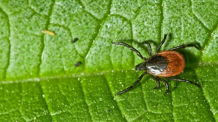 Maine Forest Tick Survey Updated - Pest Control Technology