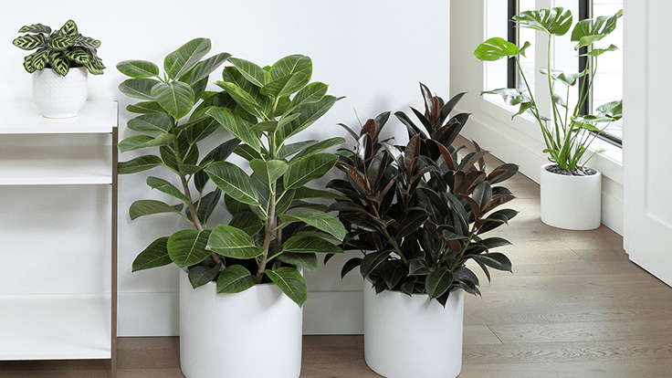 Monrovia introduces new houseplant collection - Garden Center