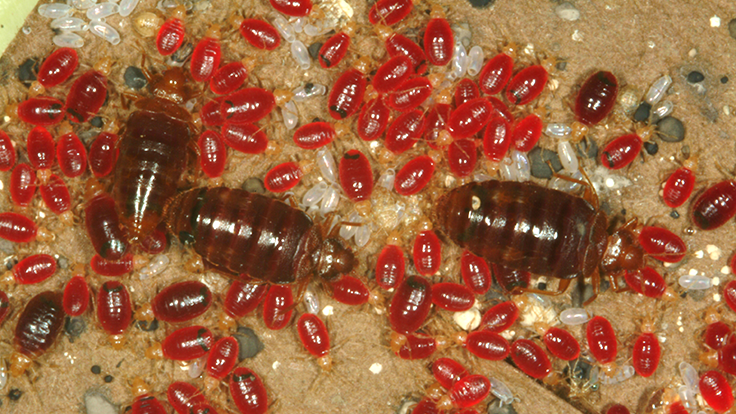 Image showcasing Tips for Non-Chemical Bed Bug Control - Pest Control Technology
