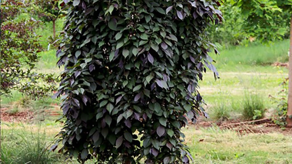 Nightfall Snowbell wins best in show at new varieties showcase ...