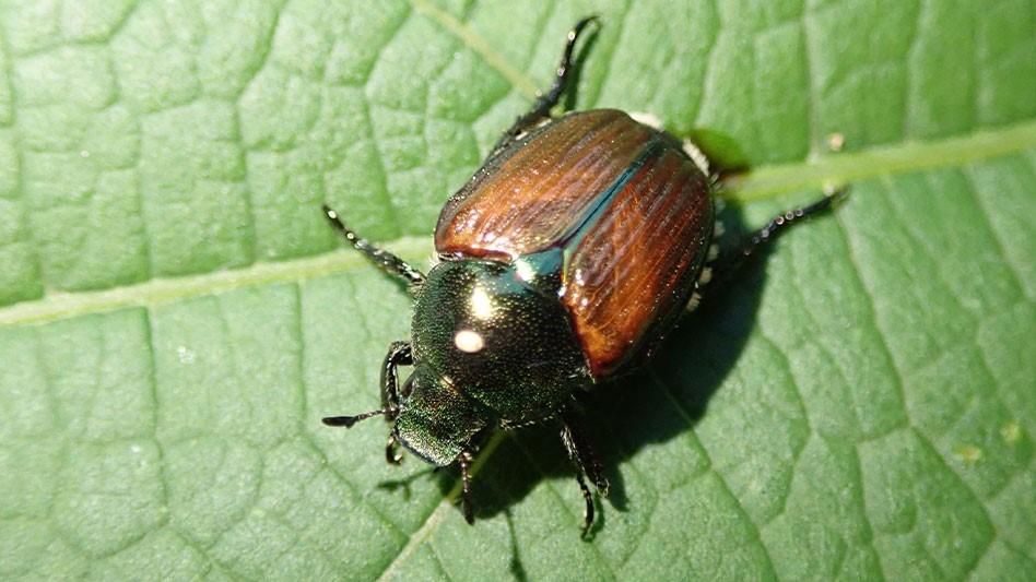 Colorado continues work to eradicate Japanese beetle - Nursery Management