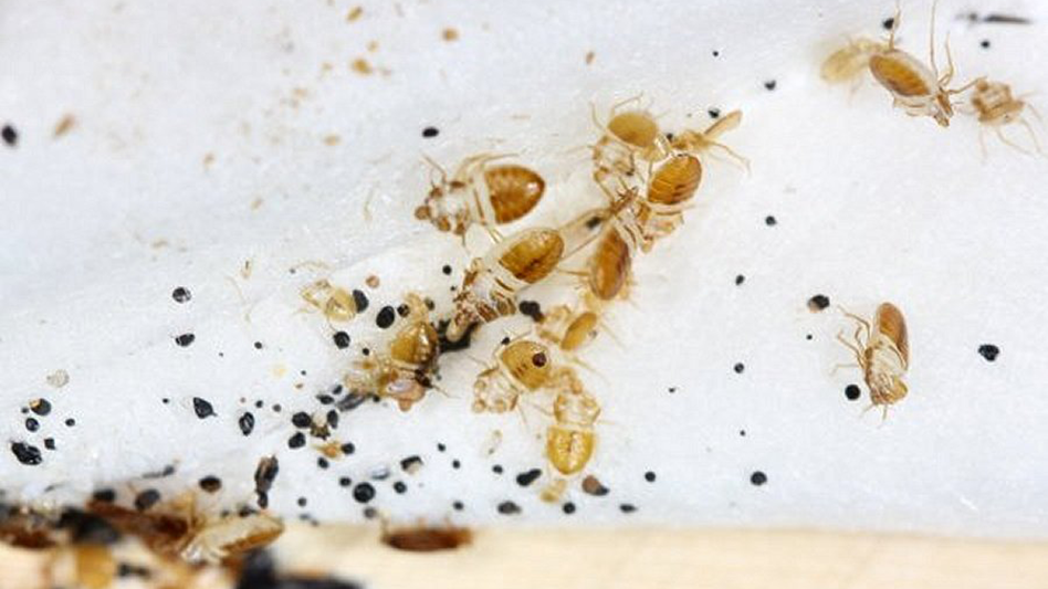 New Ottawa Landlord and Tenant Board Precedent Landlords Must Address