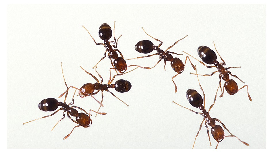 Sharing is Caring with Fire Ant Venom Pest Control Technology