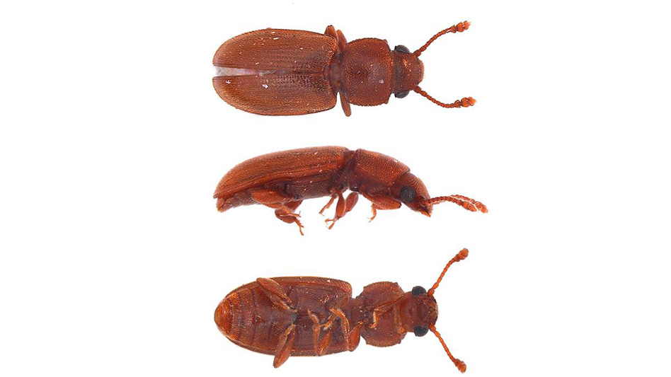 Many Small Beetles Are Associated with Mold Pest Control Technology