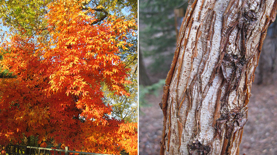 Acer triflorum Nursery Management