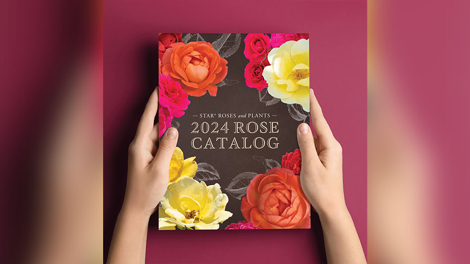 2024 Rose Catalog Now Available From Star Roses And Plants Nursery   2024 Rose Catalog 