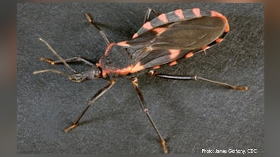 identifying-kissing-bugs-pest-control-technology