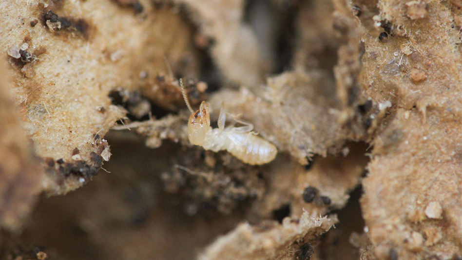 miami-takes-top-spot-on-orkin-s-top-termite-cities-list-pest-control