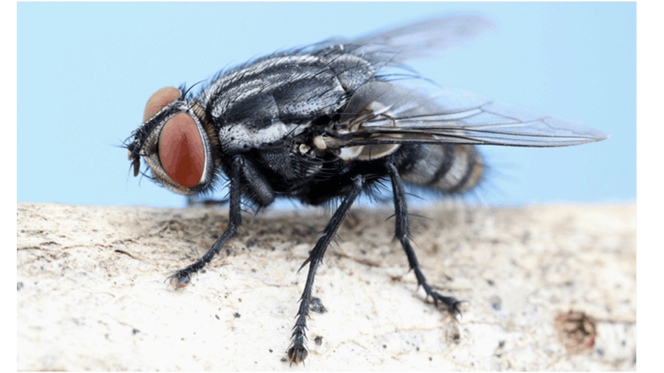 Seven Tips For Effective Management Of Blow Flies - Pest Control Technology