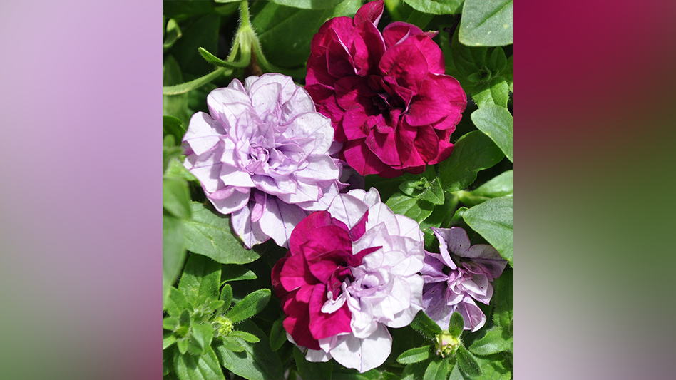 CAST 2023 Green Fuse Botanicals Garden Center