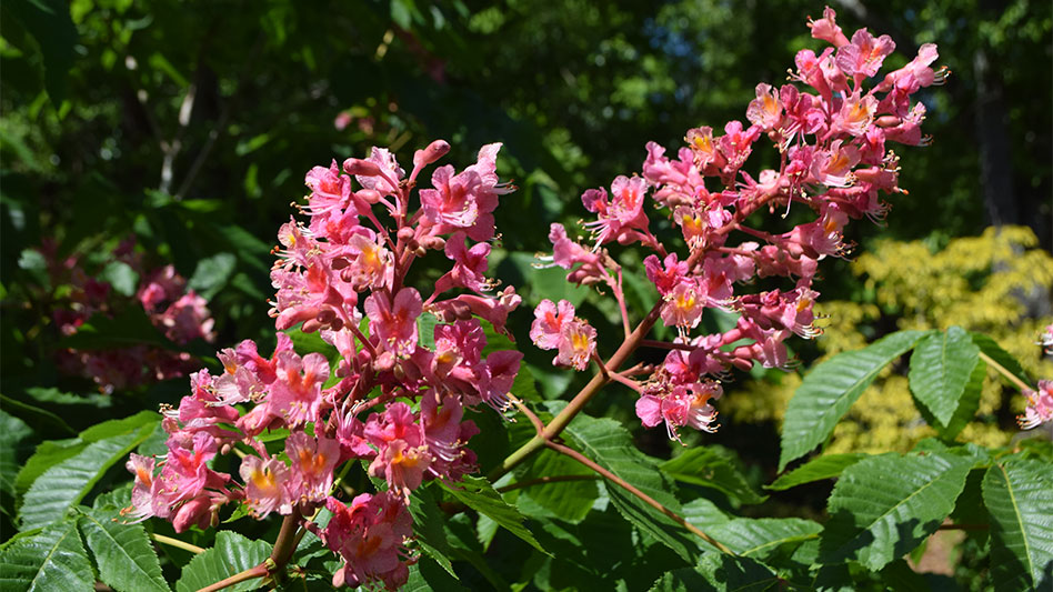 Aesculus x carnea - Nursery Management