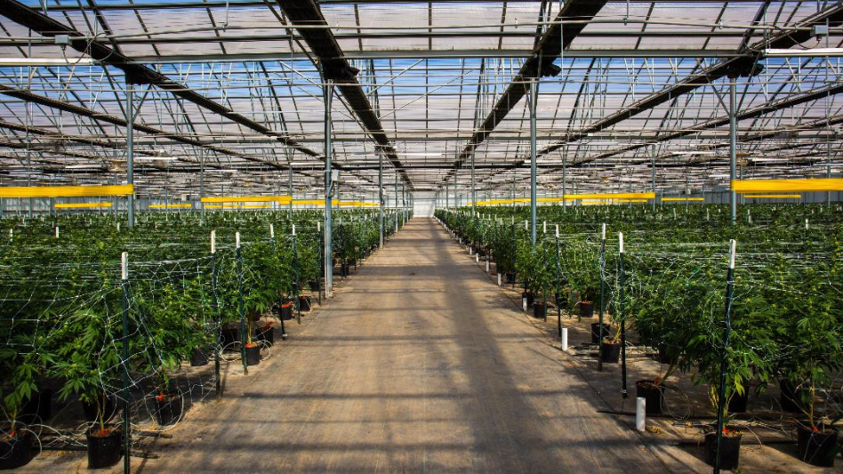 Greenhouses For Growing Cannabis: 3 Must Have Considerations