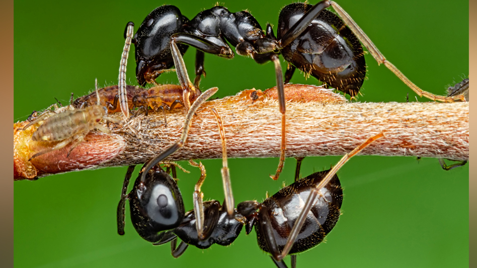What’s Honeydew Got to Do with Ants? Pest Control Technology