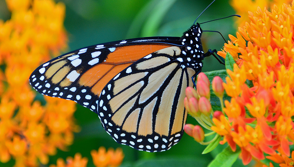 Earth Day 2023: Monarchs, milkweed and you - Golf Course Industry