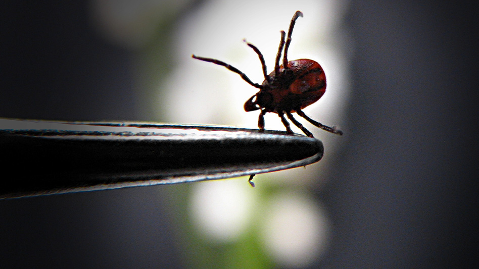 Blood Culturing Improves Lyme Disease PCR Sensitivity Pest Control