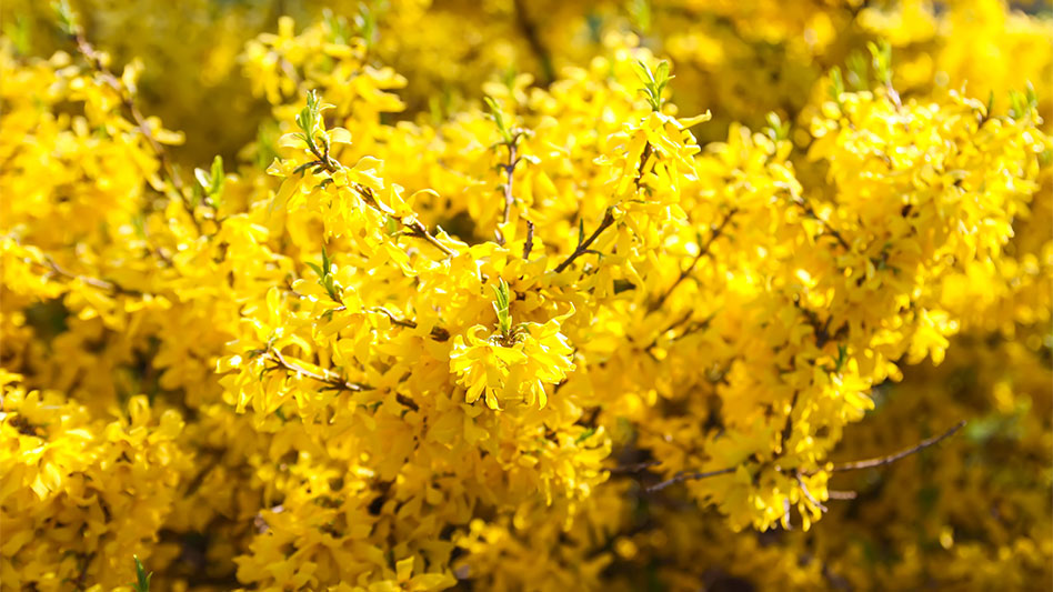 May the forsythia be with you! - Nursery Management