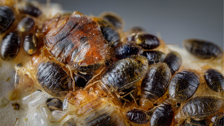 UK Entomology Seeking Your Assistance for Bed Bug Survey Pest Control