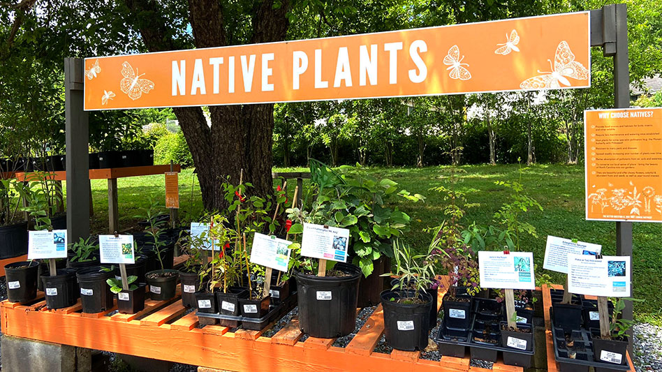 Demand for native plants continues to increase Nursery Management