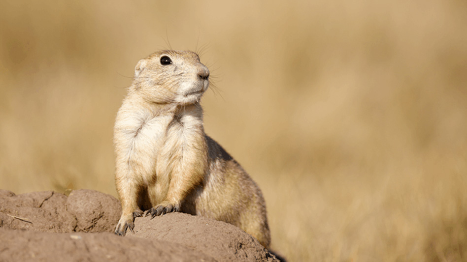 What Makes a Rodent a Rodent? - Pest Control Technology