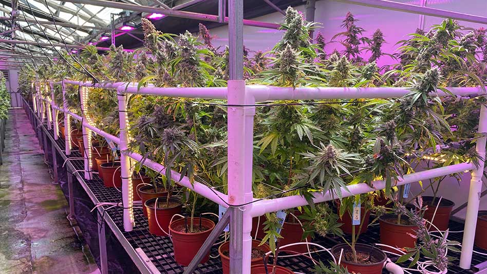 Growing Under High Light Intensities - Cannabis Business Times