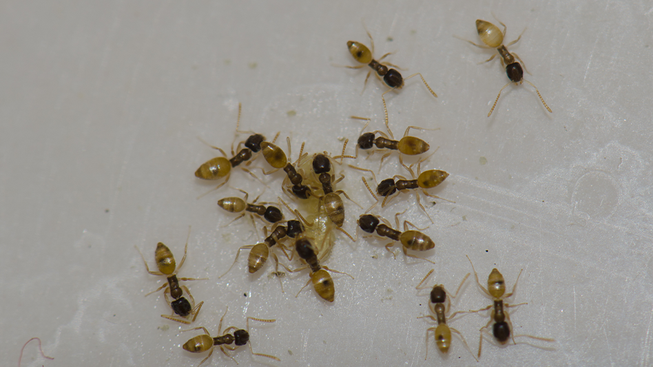 Ghost Ants, Part I Pest Control Technology