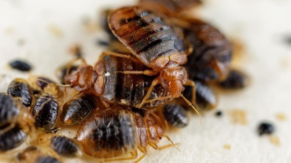 Should You Be Vacuuming for Bed Bugs? Pest Control Technology