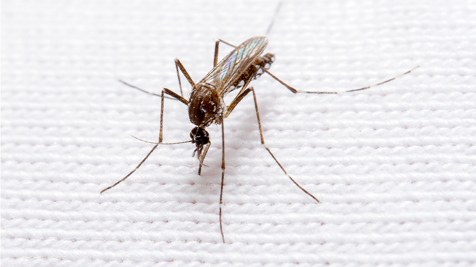 N c state study examines evolution of mosquitoes and their hosts