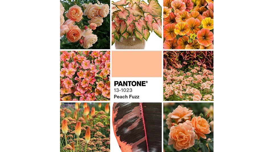 Many plants match Pantone's 2024 Color of the Year, Peach Fuzz