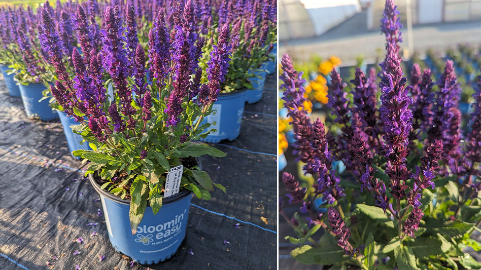 Bloomin’ Easy to release first exclusive perennials in 2024 - Nursery