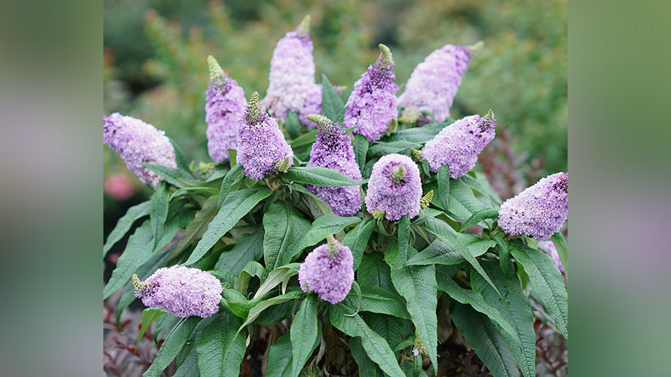 Pugster Amethyst Buddleia named 2024 Flower of the Year in Japan