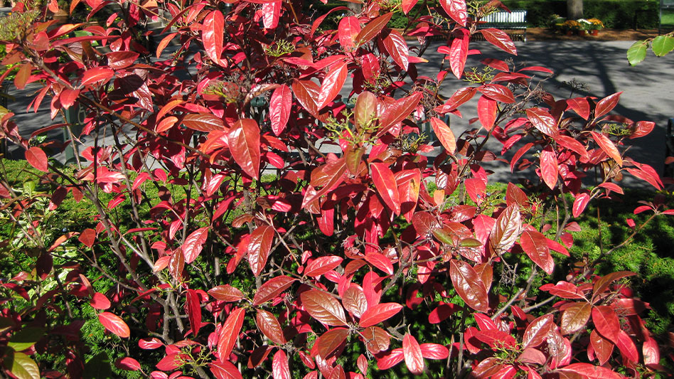 Viburnum nudum ‘Winterthur’ - Nursery Management